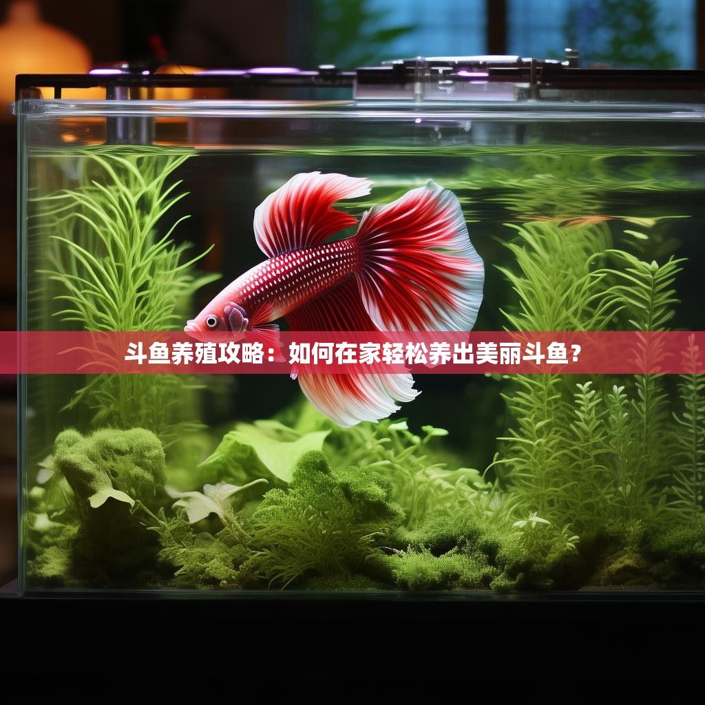 斗鱼养殖攻略：如何在家轻松养出美丽斗鱼？